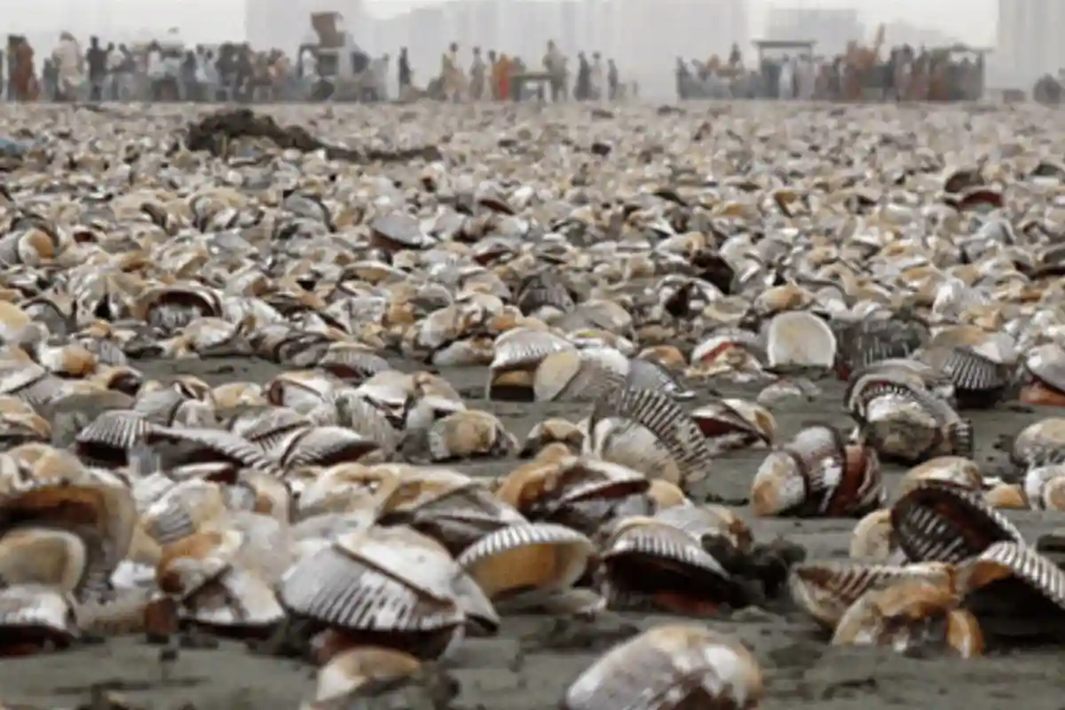 Why Did Oysters Wash Ashore at Clifton Beach Karachi?