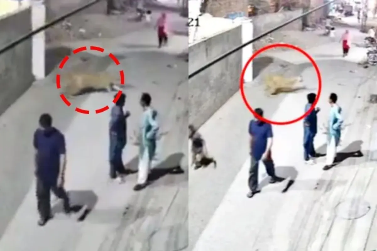 Police Arrest Lion Owner After Attack in Lahore