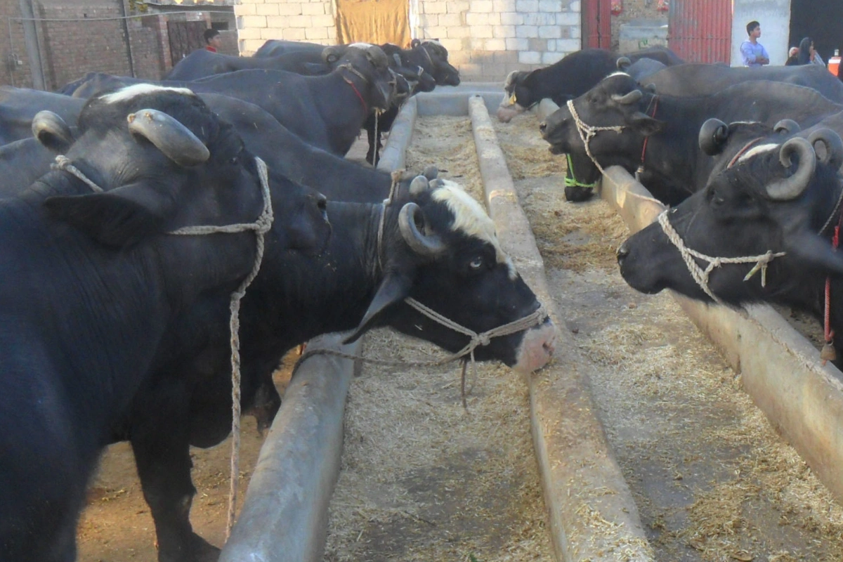 Massive Robbery in Muzaffargarh: 180 Buffaloes Stolen by Armed Gang