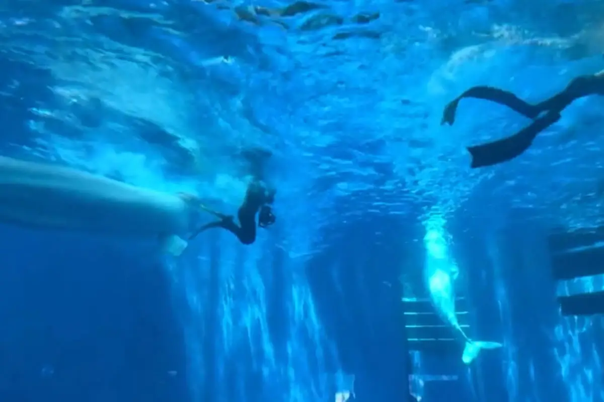 Beluga Whale Bites Divers in Chengdu Haichang Polar Ocean Park, China