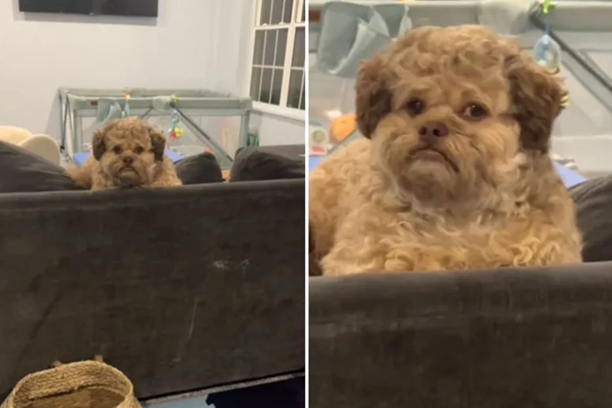 Internet Obsessed With ‘Most Human-Looking’ Dog Max