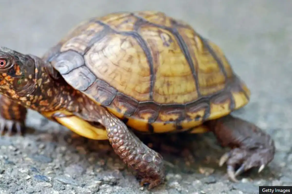 Who is Wei Qiang Lin? Chinese Man Faces US Prison for Smuggling 850 Turtles in Socks