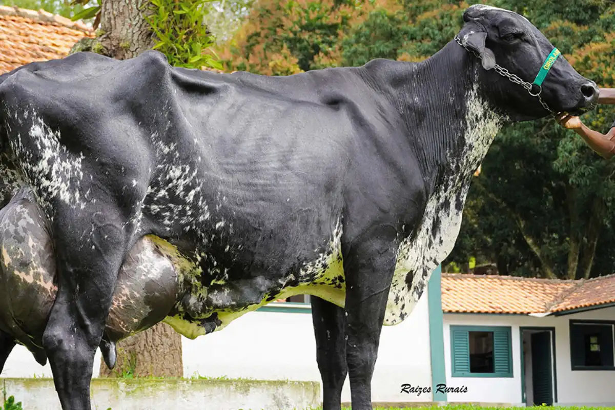 Brazilian cow breaks record with 343 litres of milk in 3 days