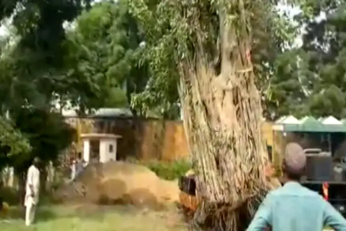 150-year-old banyan tree restored in Karachi after rainfall collapse