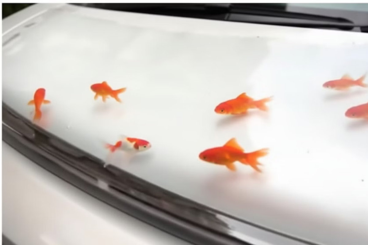 Live Fish Displayed on Car Bonnet Sparks Outrage in Islamabad: Watch