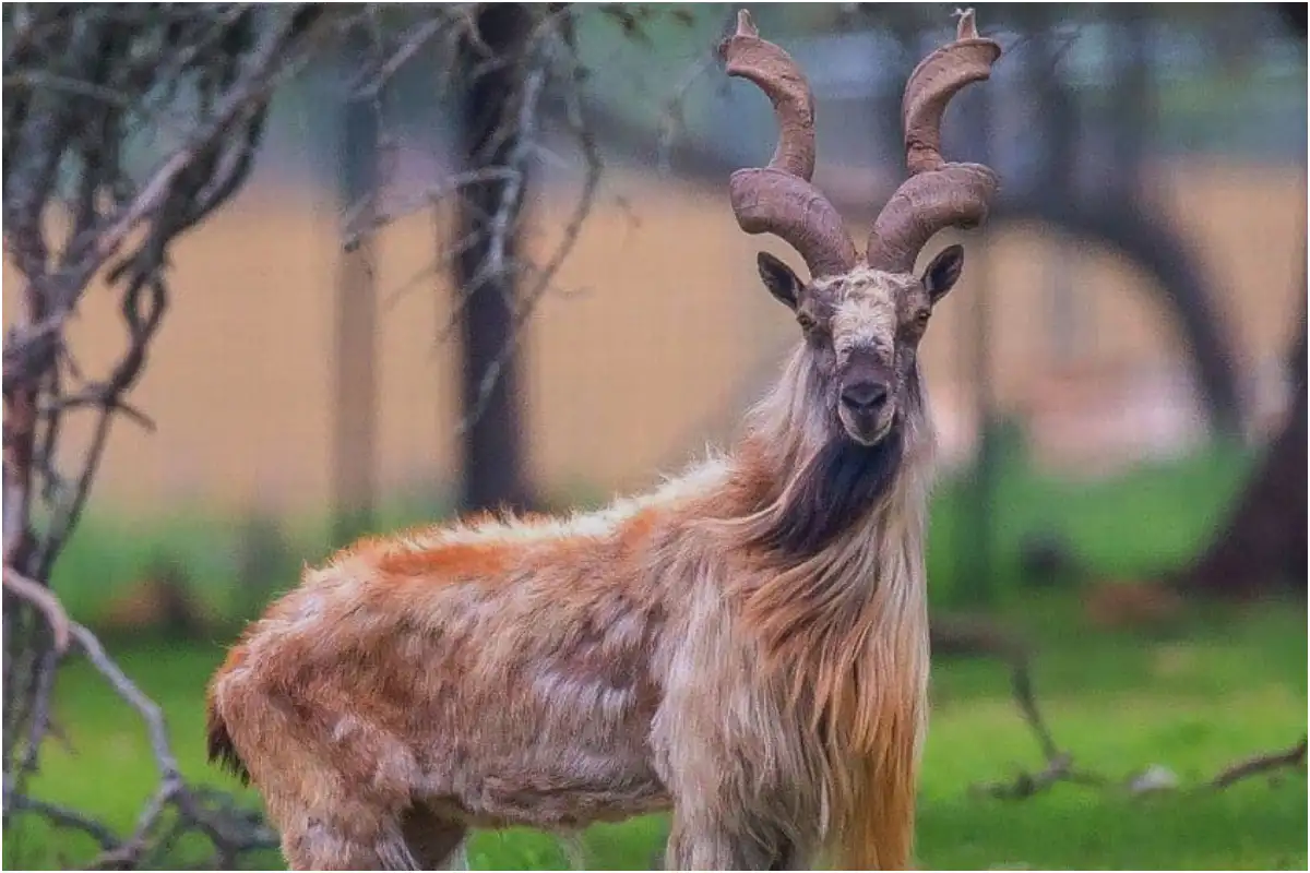 Markhor Hunting Permit Auctioned for Highest Ever Price of $70,000