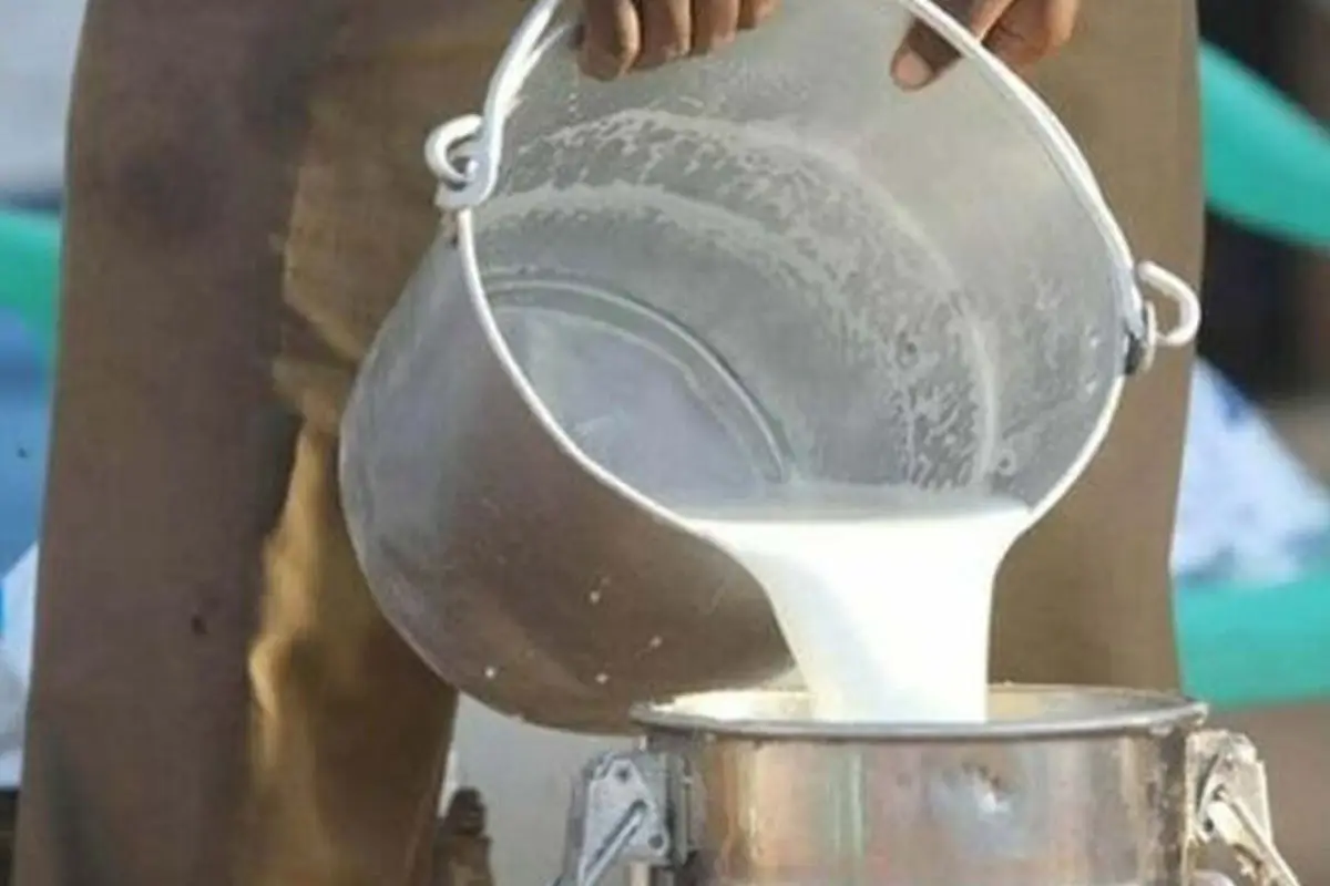 Karachi Milk Price May Reach Rs.400 Per Litre? Dairy Farmers Warn Government Ahead of October 11 Deadline