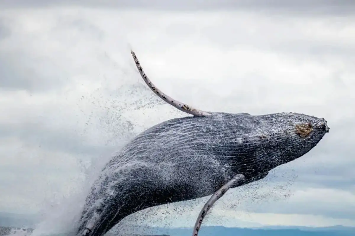 Who Is Garret Jin? Crypto Whale Linked to Massive $735M Bitcoin Short Before Market Crash