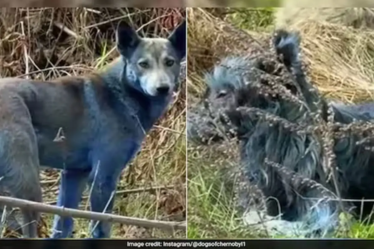 Why Are Chernobyl Dogs Turning Blue? Mystery Explained as Abandoned Canines Baffle Caretakers