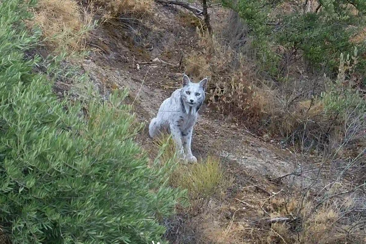 World’s First ‘White Ghost’ Iberian Lynx Captured on Camera