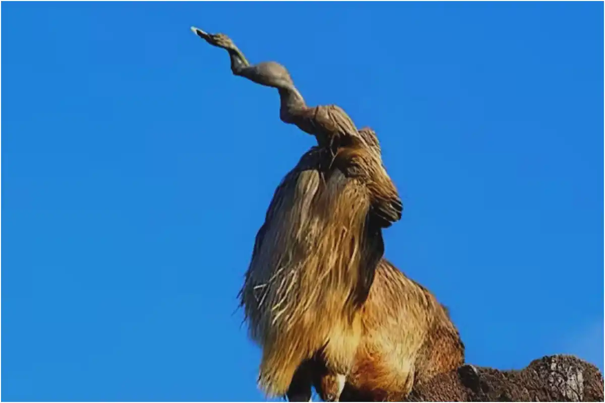 Markhor Hunting Permit Auctioned for Rs. 5.6 Crore