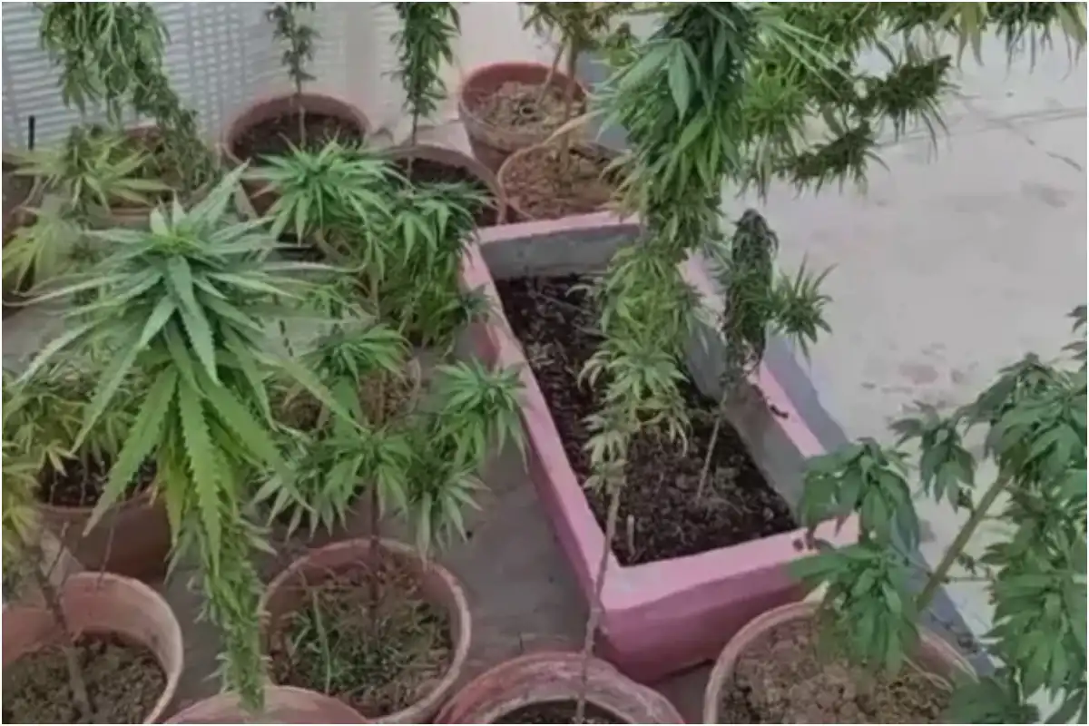 Who is Mohammad Salman? Karachi Man Arrested for Cultivating Cannabis on Rooftop!