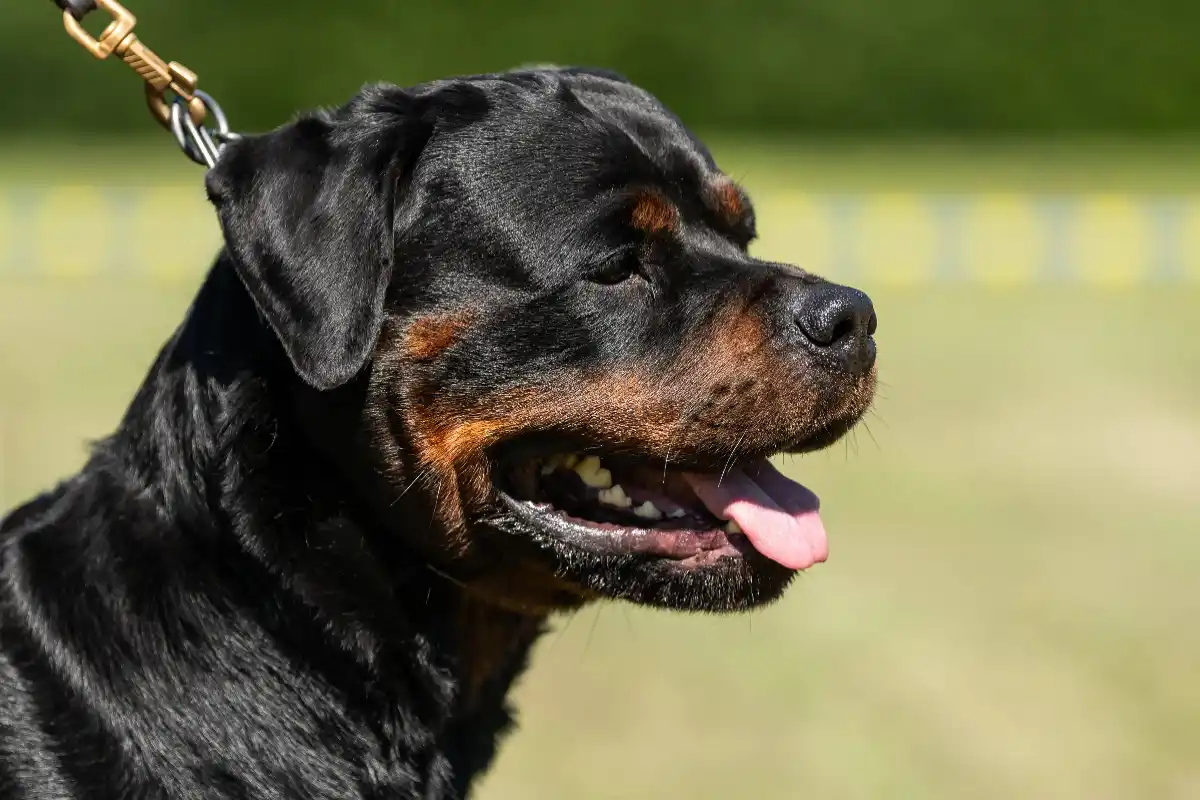 Did ICE Agents Shoot Family Dog in El Paso Amid ‘Unlawful Search’ Claims? WeRateDogs’ Viral Post Explained