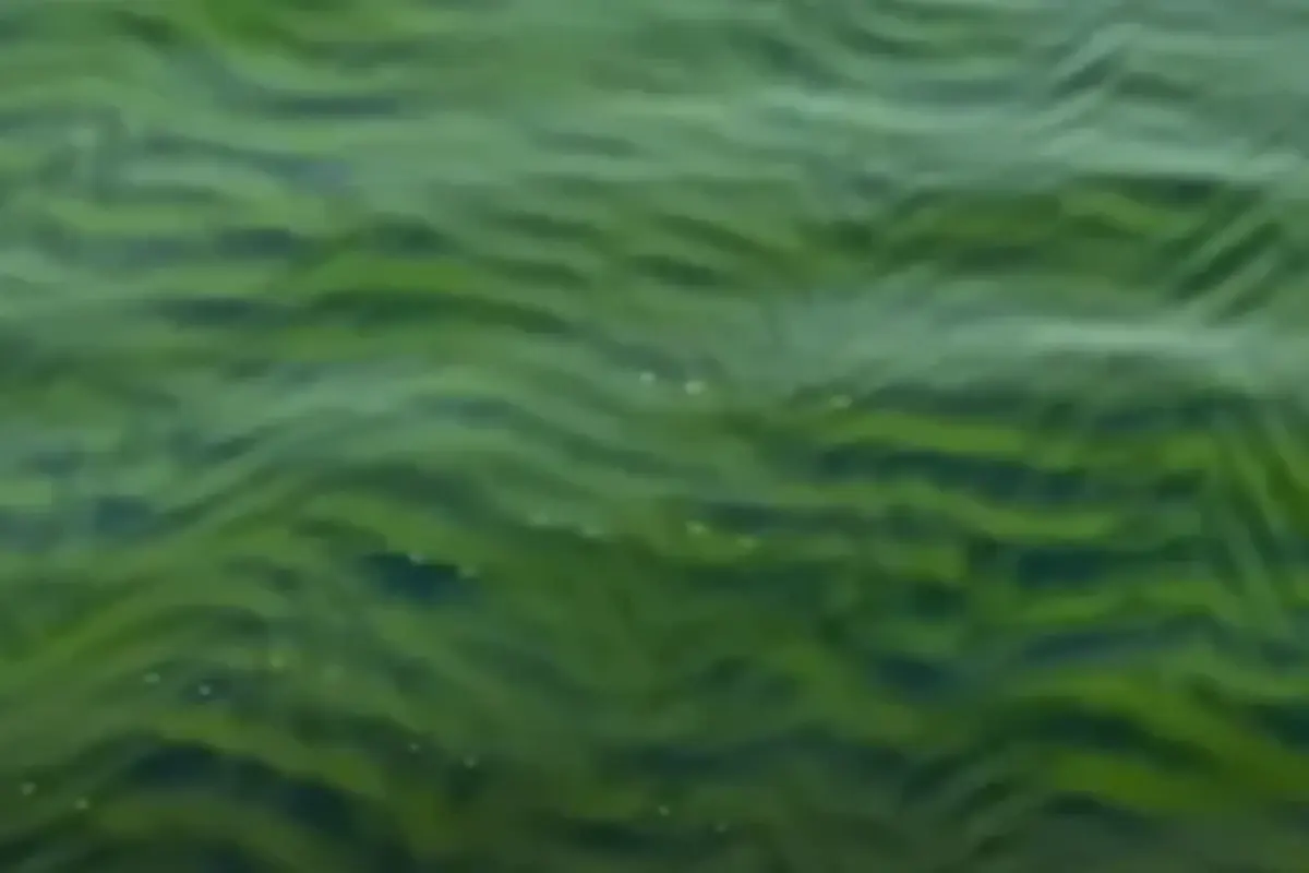 Coastal Waters in Karachi and Balochistan Turn Green