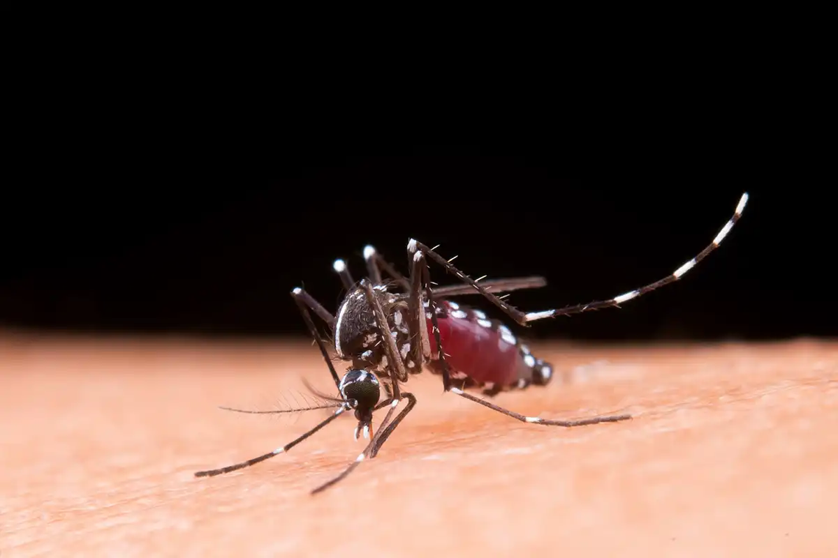 Sindh dengue cases 2025