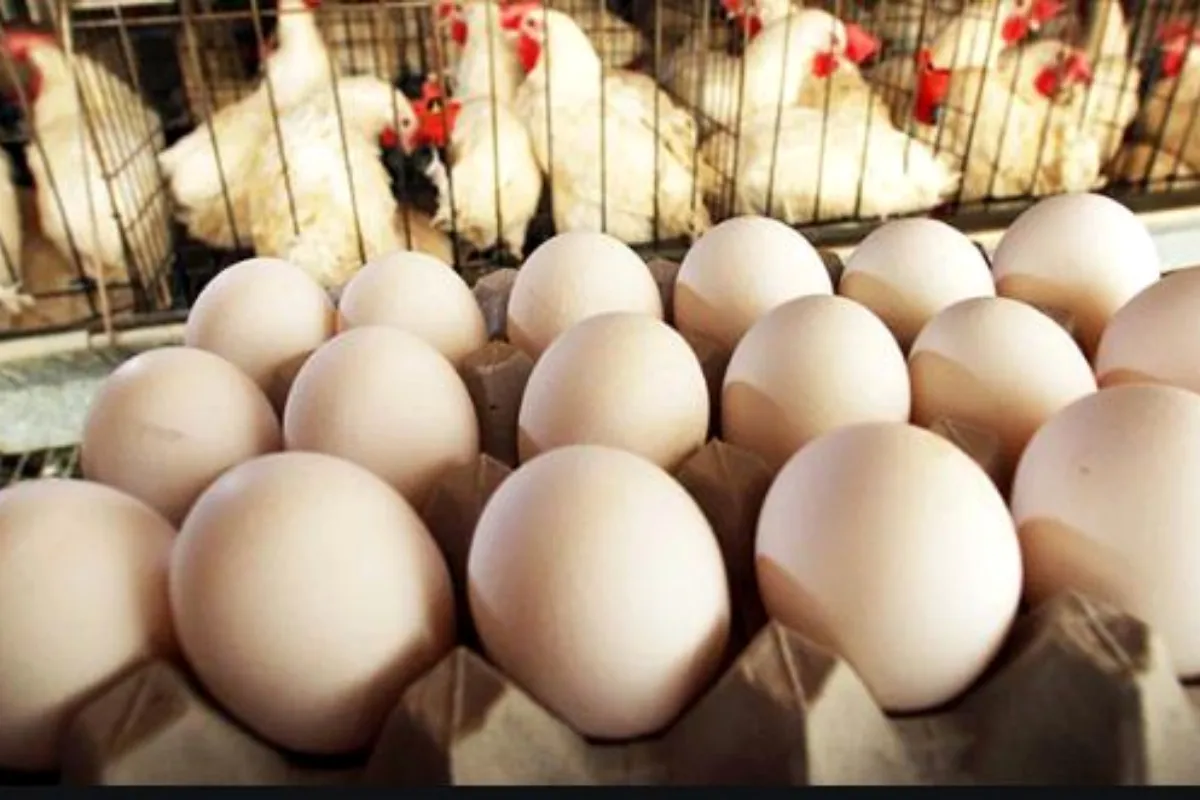 Chicken and egg prices continue to rise – check rates