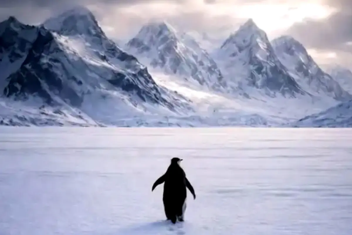 Download Viral ‘Nihilist Penguin’ Memes and Wallpapers in HD & 4K