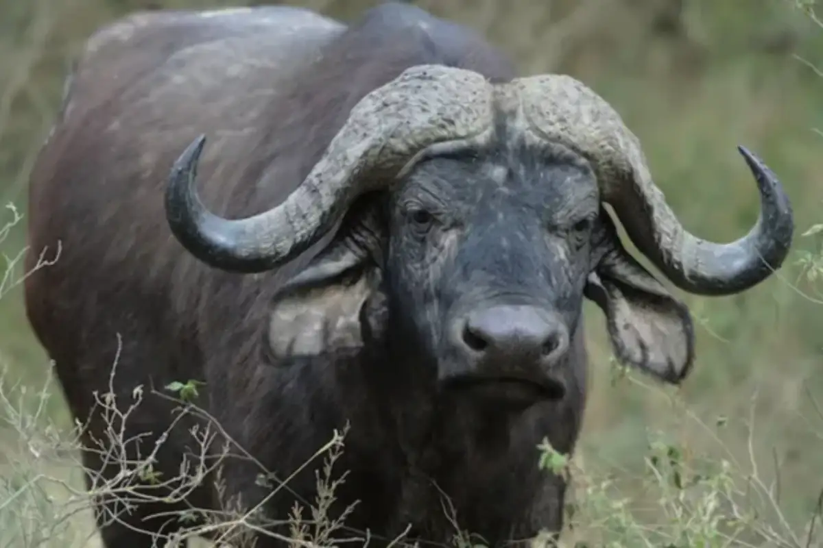 Shocking Incident in Bahawalpur: Landlord Severely Injures Buffalo Over Crop Damage