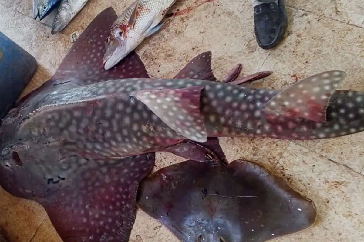 Koh Baradari guitarfish Gwadar