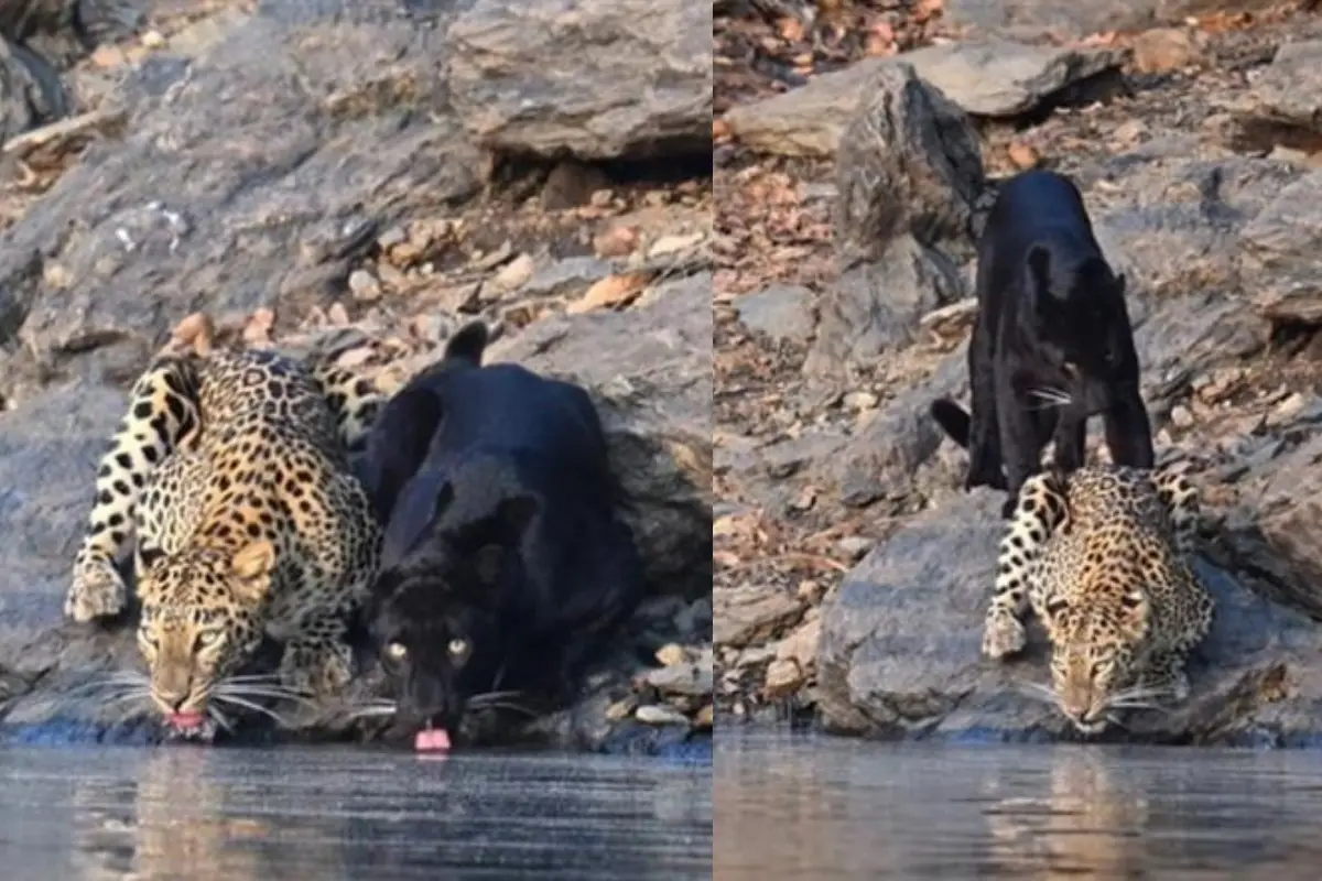 Rare Wildlife Scene: Black Panther and Leopard Drink Water Together in Karnataka – Watch Video