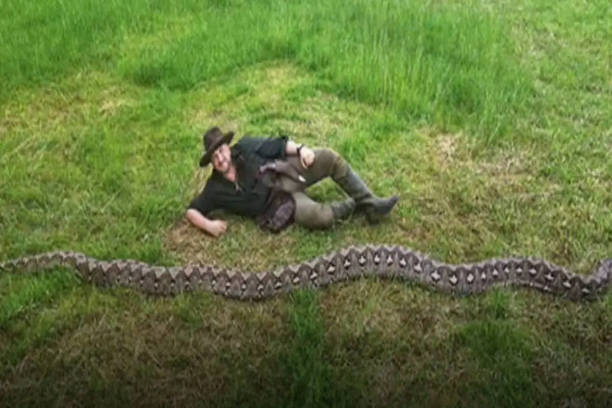Guinness World Records Names Indonesia’s Ibu Baron the World’s Longest Wild Snake
