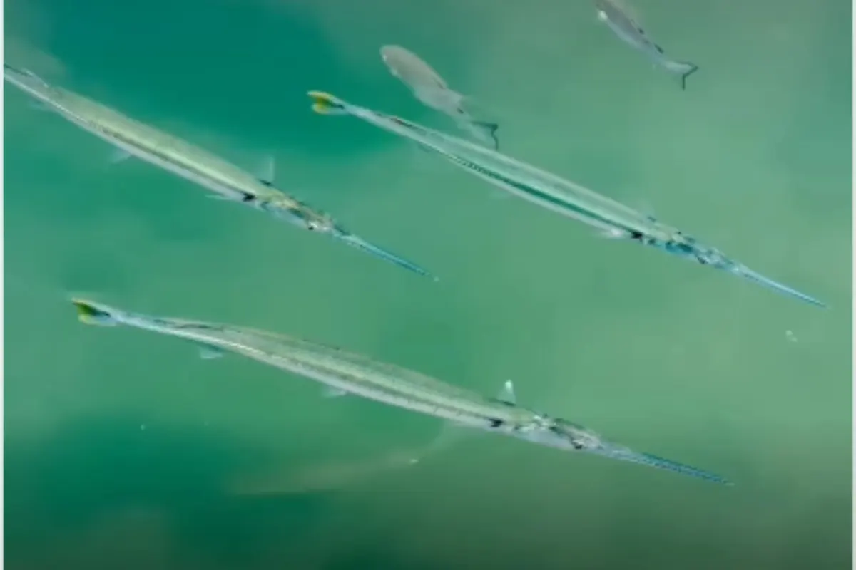 Rare Peacock-Tailed Fish Appears in Dwarka, Sparks Interest in Science and Faith – Watch Video