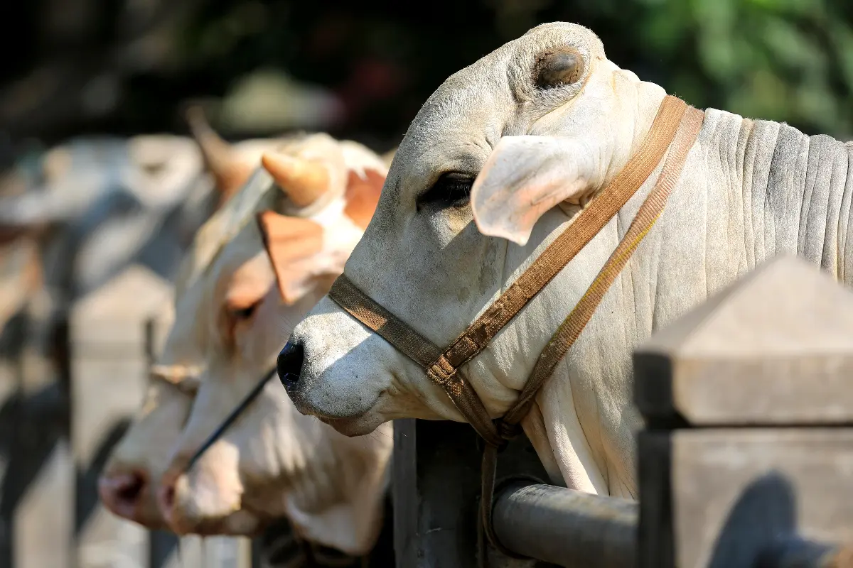 UAE Eid Al Adha 2026: Expected dates and public holidays