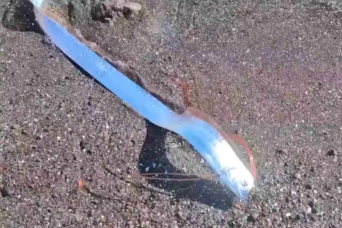Rare ‘Doomsday Fish’ Spotted on Mexican Beach amid rising Middle East tensions—Watch Video