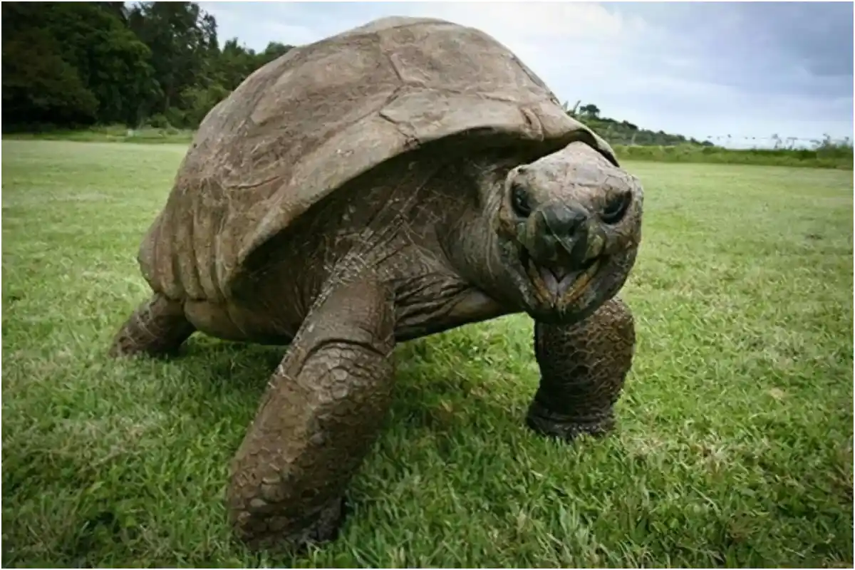 Jonathan the Tortoise Alive: Officials Debunk Viral Death Hoax and Confirm Health